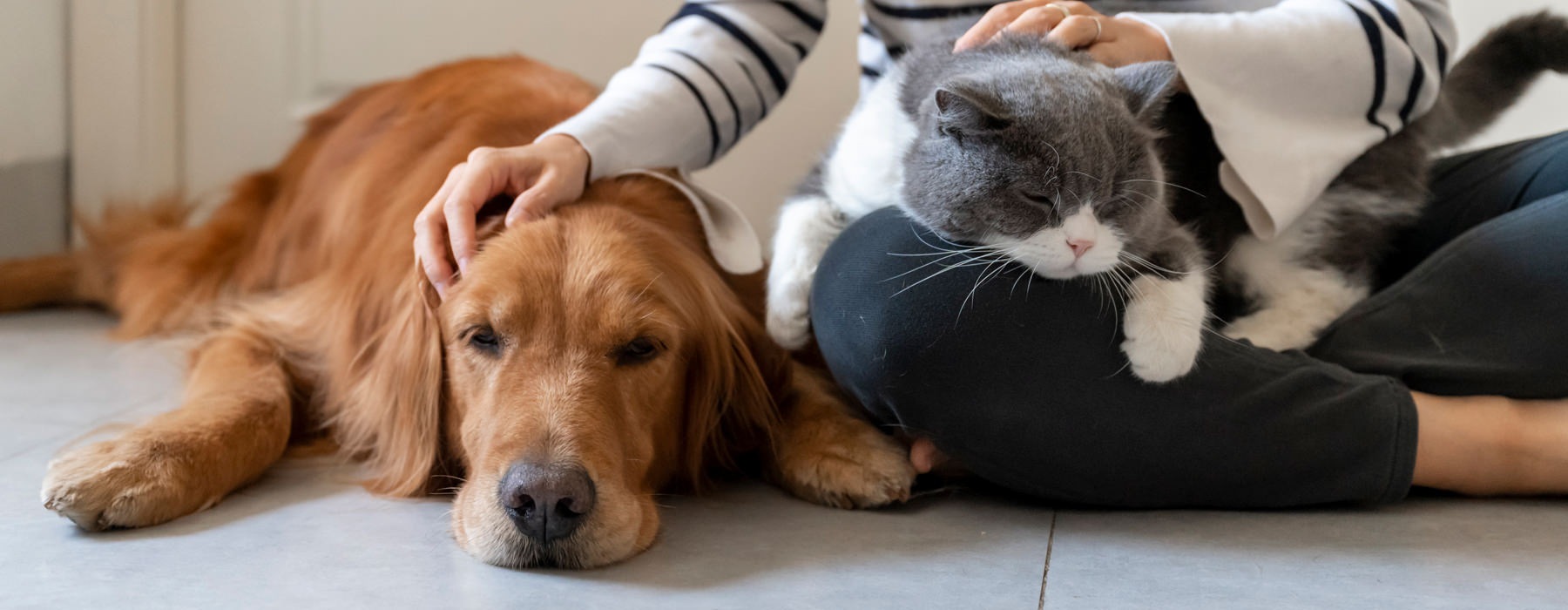 a person petting a cat and dog