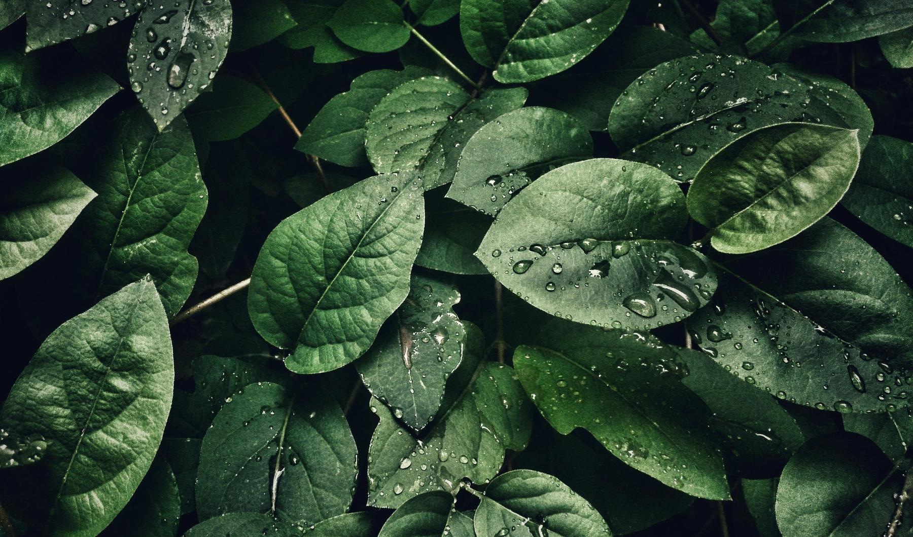 a group of leaves